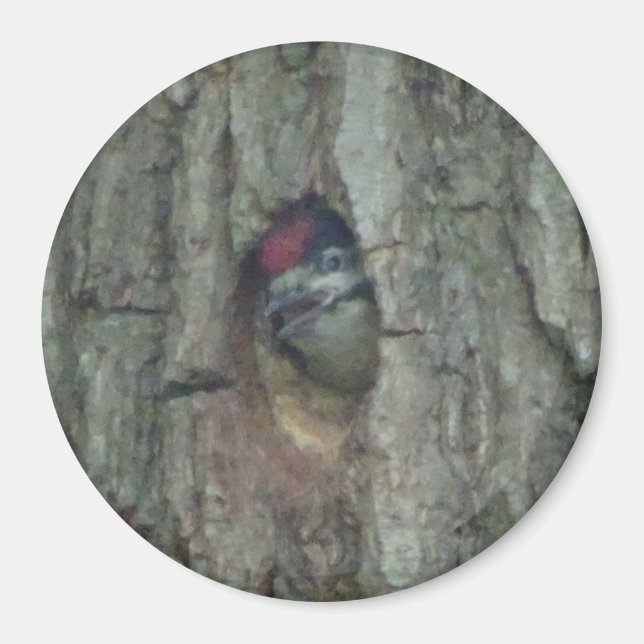 Cute Woodpecker Youngling Magnet (Framsidan)
