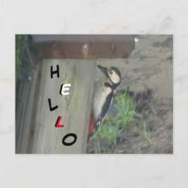 Cute Woodpecks på HEJ-vykort för Nest Box Vykort