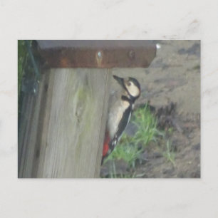 Cute Woodpecks på Nest Box DIY Postcard Vykort