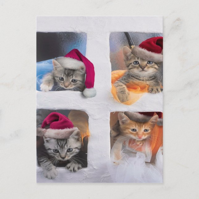 Cute X-mas-kattungar i fönster Vykort (Framsida)