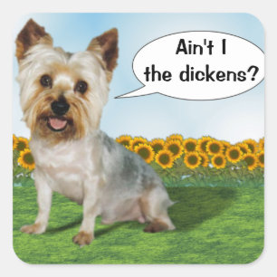 Cute Yorkie är inte i Dickens? Fyrkantigt Klistermärke