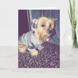 Cute Yorkie Hund Wearing a Play Hoodie Puppy Tan Kort
