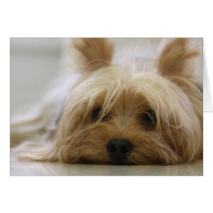 Cute Yorkie OBS Kort