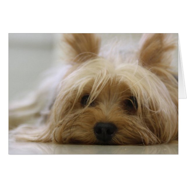 Cute Yorkie OBS Kort (Framsidan Horizontal)
