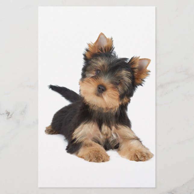 Cute Yorkie puppy (Framsida)