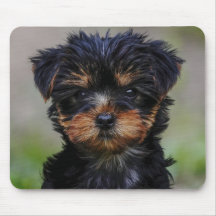 Cute Yorkie Puppy