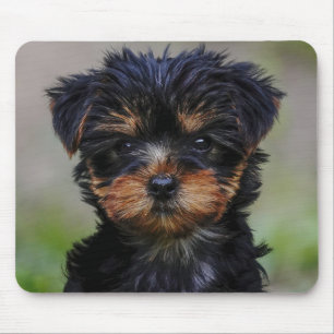 Cute Yorkie Puppy Musmatta