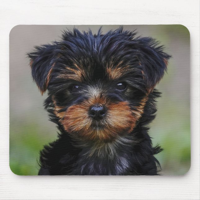 Cute Yorkie Puppy Musmatta (Framsidan)