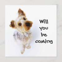 Cute Yorkie Puppy Yorkshire Terrier Party