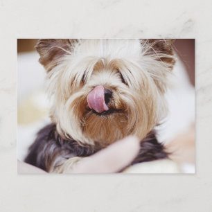 Cute Yorkie Terrier-vykort Vykort