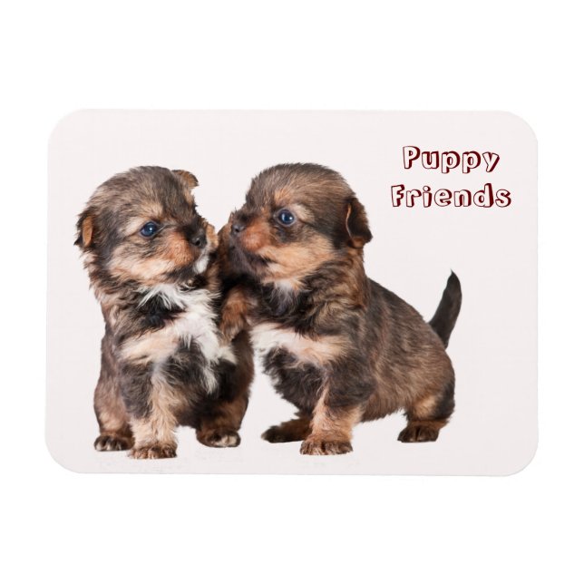Cute Yorkshire Puppies Magnet (Horisontell)