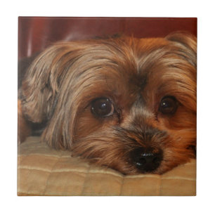 Cute yorkshire skräcker hund, yorkie kakelplatta