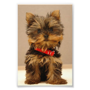 Cute Yorkshire Terrier Fototryck