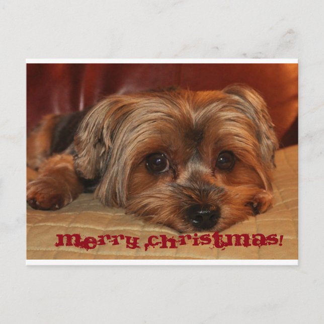Cute Yorkshire Terrier God jul Helg Vykort (Framsida)