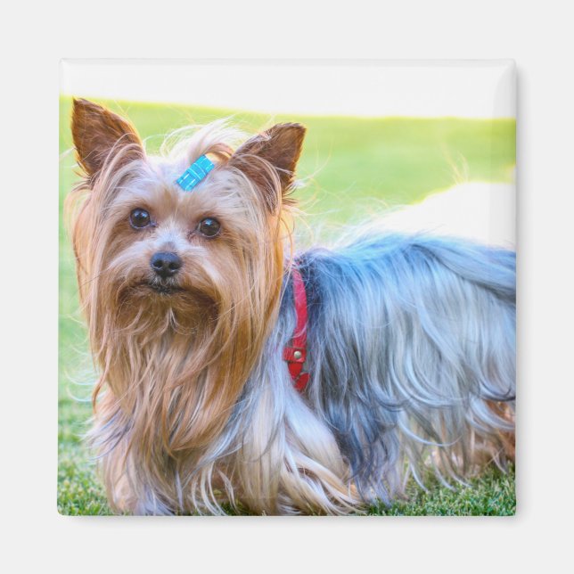 Cute Yorkshire Terrier Hund Head Magnet (Framsidan)