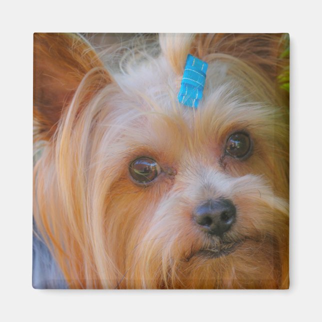 Cute Yorkshire Terrier Hund Head Magnet (Framsidan)