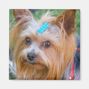 Cute Yorkshire Terrier Hund Head Magnet