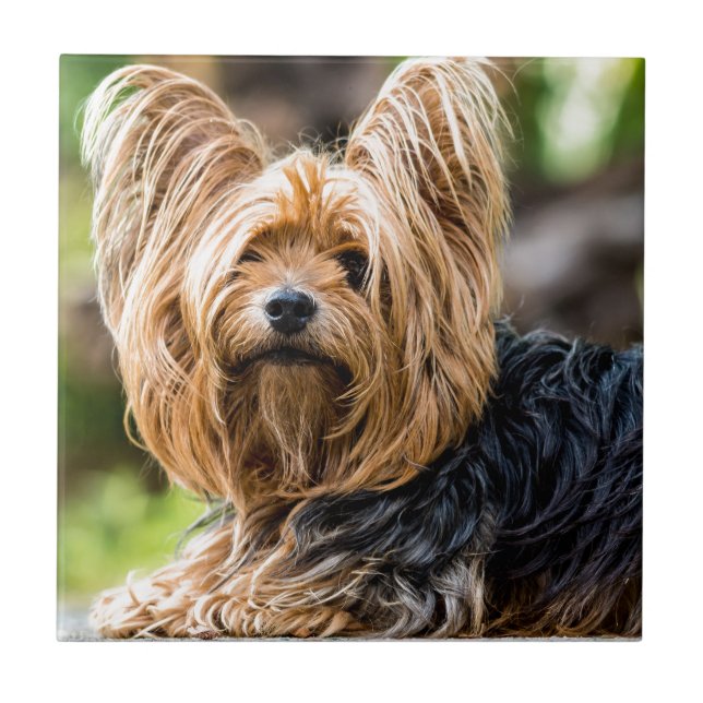 Cute Yorkshire Terrier-Hund i trädgård Kakelplatta (Framsidan)