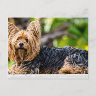 Cute Yorkshire Terrier-Hund i trädgård Vykort