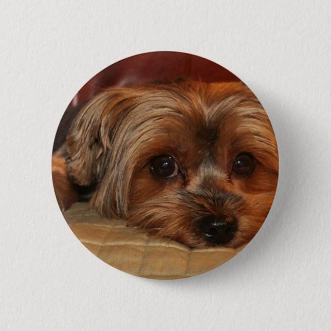 Cute Yorkshire Terrier, Hund Knapp (Framsida)
