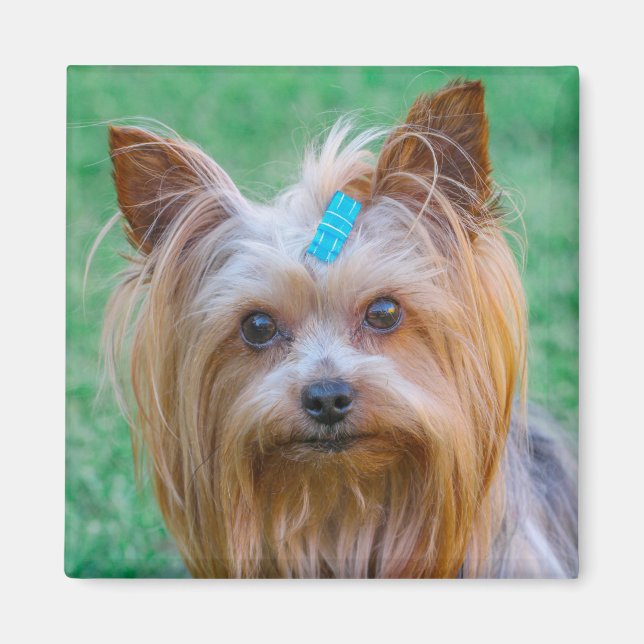 Cute Yorkshire Terrier Hund Magnet (Framsidan)