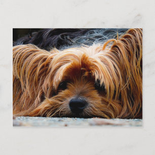 Cute Yorkshire Terrier Hund Vykort