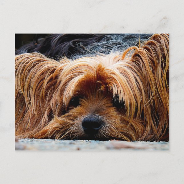Cute Yorkshire Terrier Hund Vykort (Framsida)