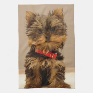 Cute Yorkshire Terrier Kökshandduk
