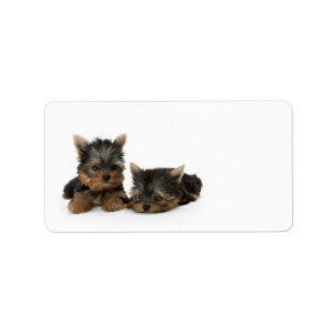 Cute Yorkshire Terrier puppies Adressetikett