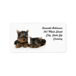 Cute Yorkshire Terrier puppies Adressetikett
