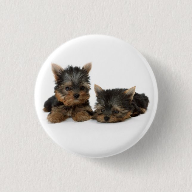 Cute Yorkshire Terrier puppies Knapp (Framsida)