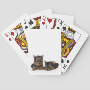 Cute Yorkshire Terrier puppies Kortlek