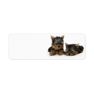 Cute Yorkshire Terrier puppies Returadress Etikett