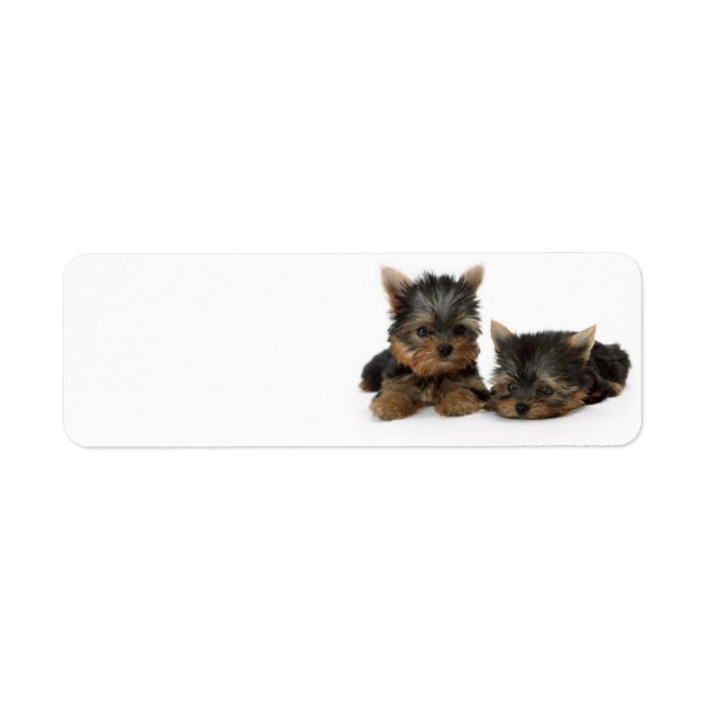 Cute Yorkshire Terrier puppies Returadress Etikett (Framsidan)