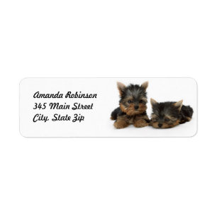 Cute Yorkshire Terrier puppies Returadress Etikett