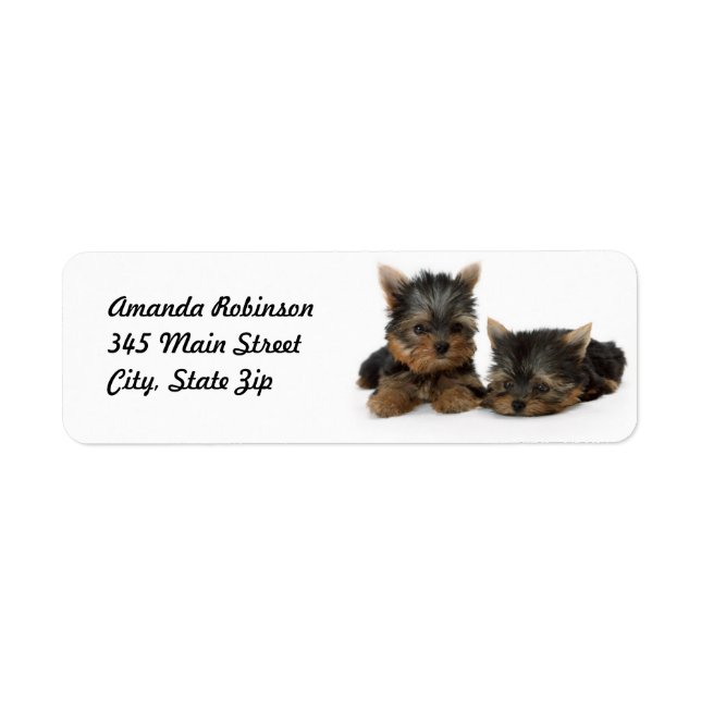 Cute Yorkshire Terrier puppies Returadress Etikett (Framsidan)
