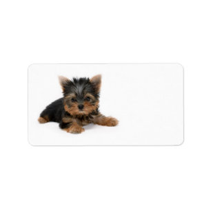 Cute Yorkshire Terrier Puppy Adressetikett