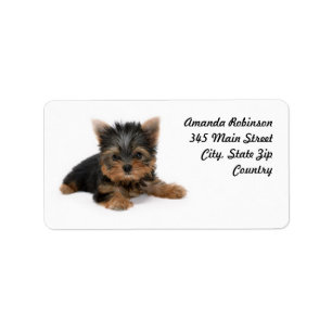 Cute Yorkshire Terrier Puppy Adressetikett