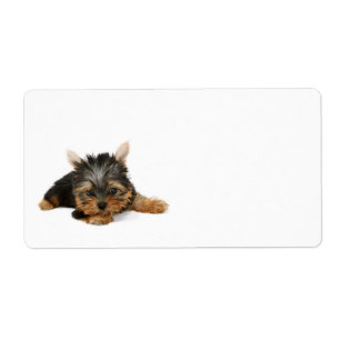 Cute Yorkshire Terrier Puppy Fraktsedel