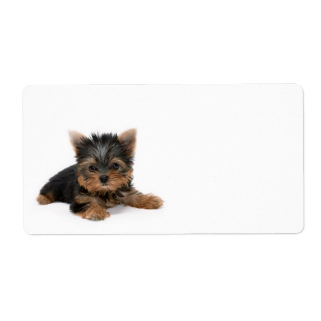 Cute Yorkshire Terrier Puppy Fraktsedel (Framsidan)