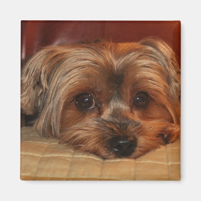 Cute Yorkshire Terrier Puppy Hund Magnet (Framsidan)