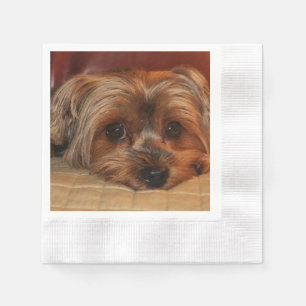 Cute Yorkshire Terrier Puppy Hund Pappersservett