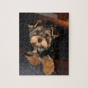 Cute Yorkshire Terrier Puppy Hund Pussel