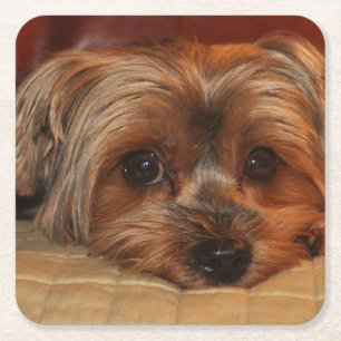 Cute Yorkshire Terrier Puppy Hund Underlägg Papper Kvadrat