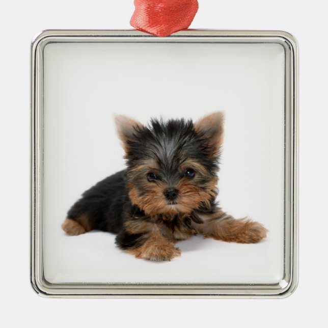 Cute Yorkshire Terrier Puppy Julgransprydnad Metall (Framsidan)