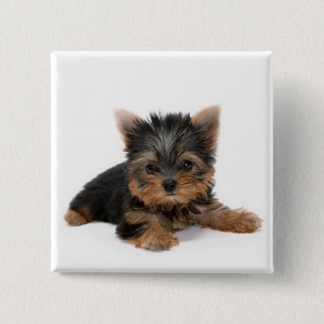 Cute Yorkshire Terrier Puppy Knapp (Framsida)