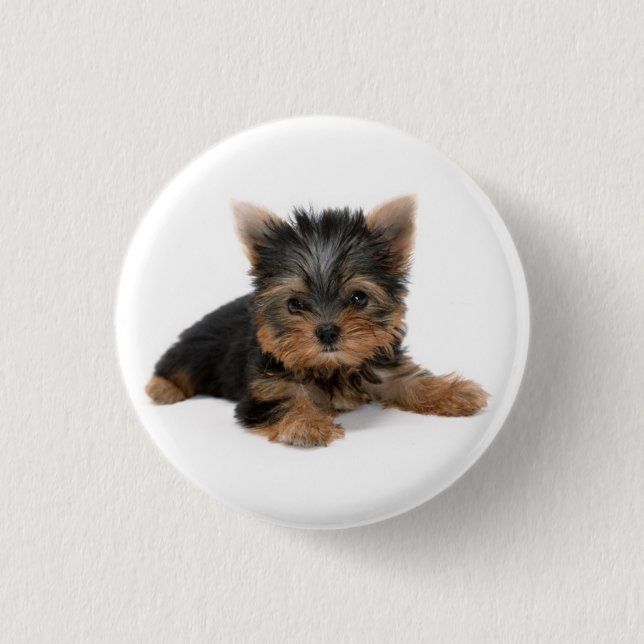 Cute Yorkshire Terrier Puppy Knapp (Framsida)