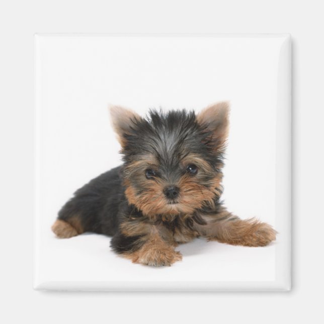 Cute Yorkshire Terrier Puppy Magnet (Framsidan)