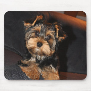 Cute Yorkshire Terrier Puppy Musmatta