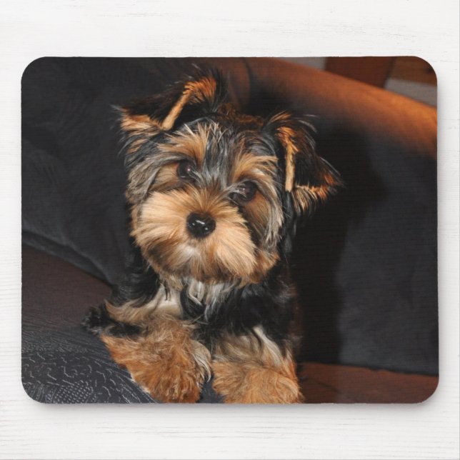 Cute Yorkshire Terrier Puppy Musmatta (Framsidan)
